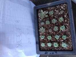 2���װ���Ӱ55,2.5����ԭ��38