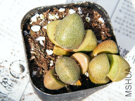 DSCF8091.JPG