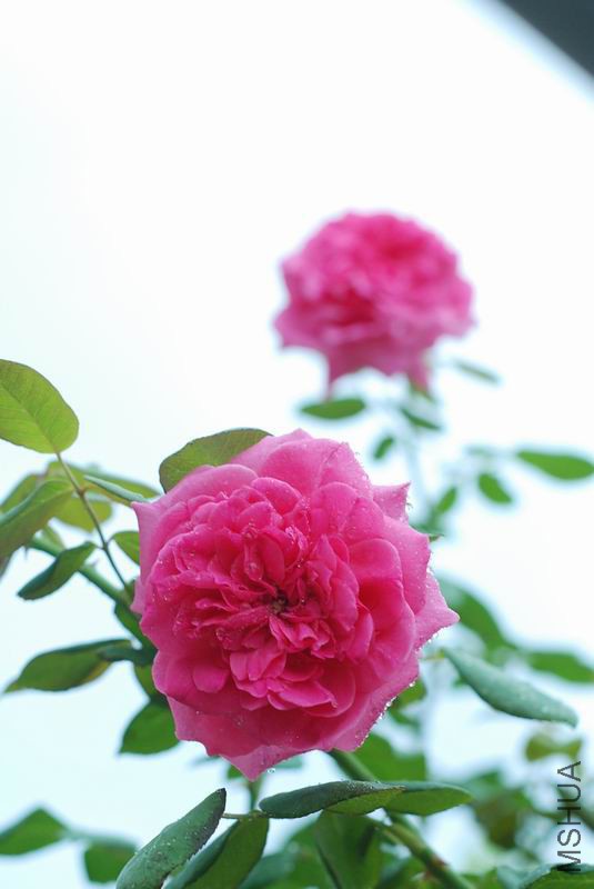 DSC_4052.JPG