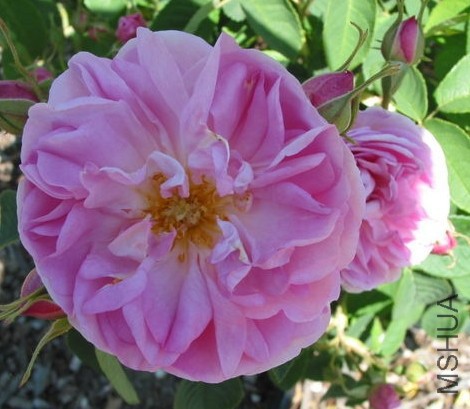 Gloire de Guilan.JPG