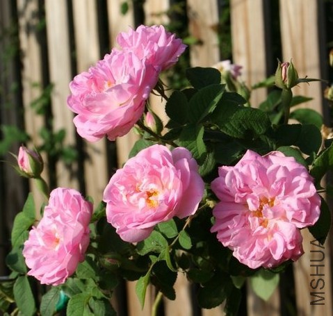 Gloire de Guilan2.JPG