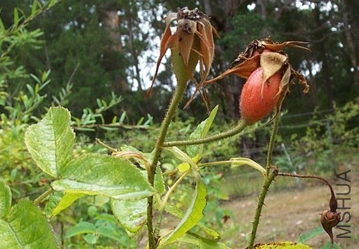 Gloire de Guilan3.JPG