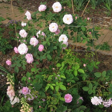 Gloire de Guilan4.JPG