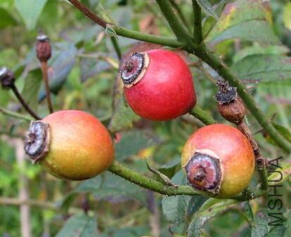 Hebe's Lip��.jpg