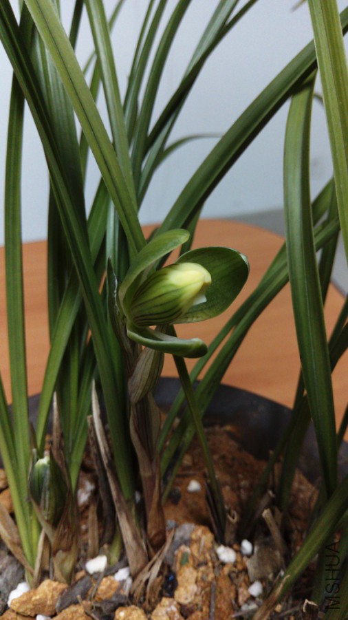 IMAG0295.jpg