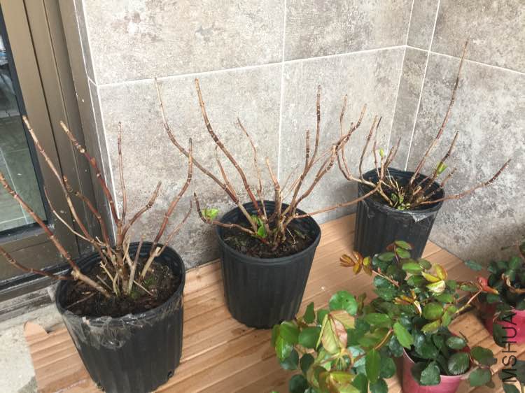 �޾���160304.jpg