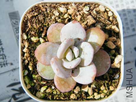 DSCF8093.JPG