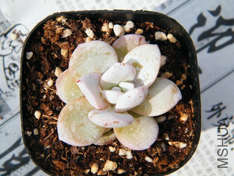 DSCF8101.JPG