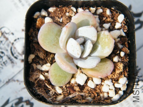 DSCF8108.JPG