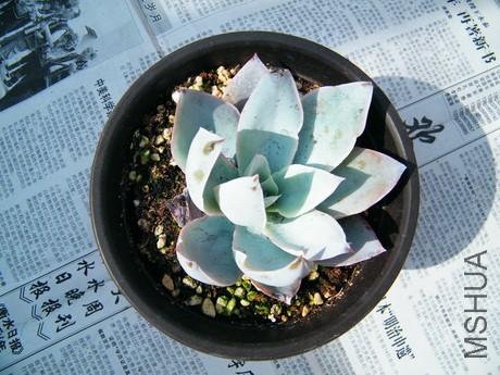 DSCF8115.JPG