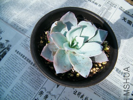 DSCF8116.JPG