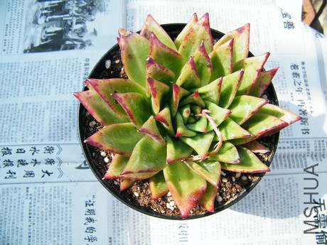 DSCF8112.JPG