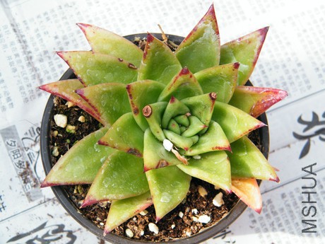 DSCF8152.JPG