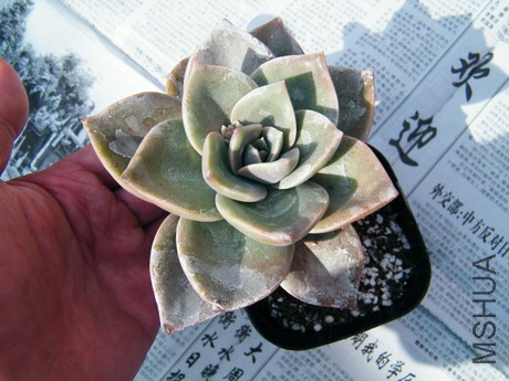 DSCF8068.JPG