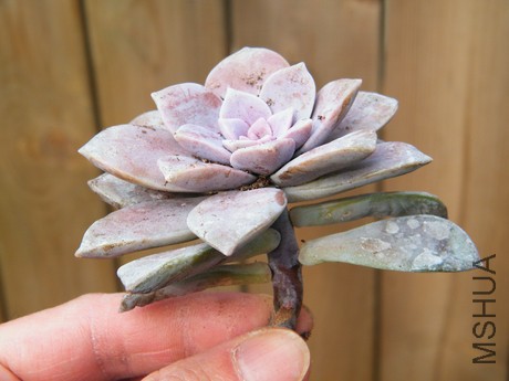 DSCF8194.JPG