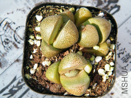 DSCF8142.JPG