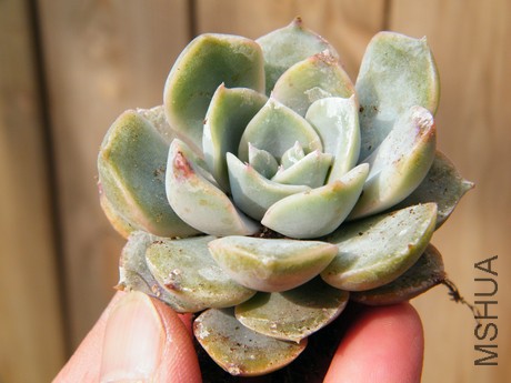 DSCF8181.JPG