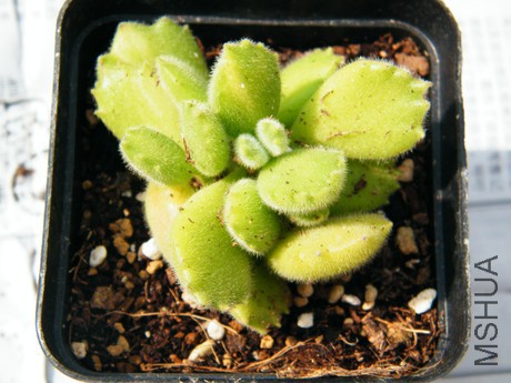 DSCF8075.JPG