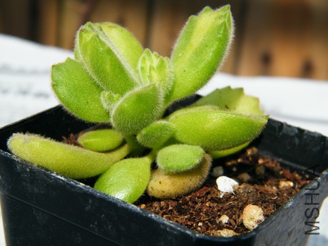DSCF8081.JPG
