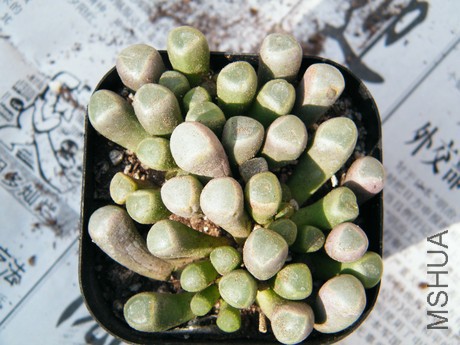 DSCF8133.JPG