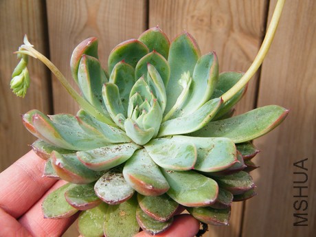 DSCF8158.JPG