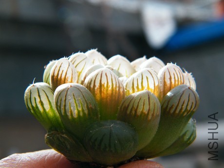 DSCF8119.JPG