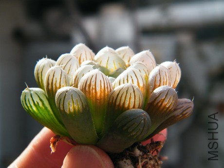 DSCF8129.JPG