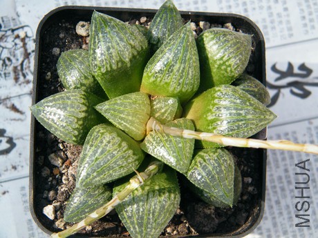DSCF8144.JPG