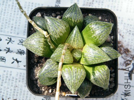 DSCF8148.JPG