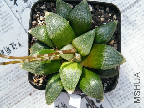 DSCF8150.JPG