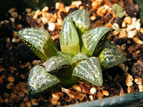 DSCF8214.JPG