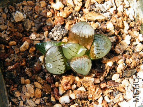 DSCF8218.JPG