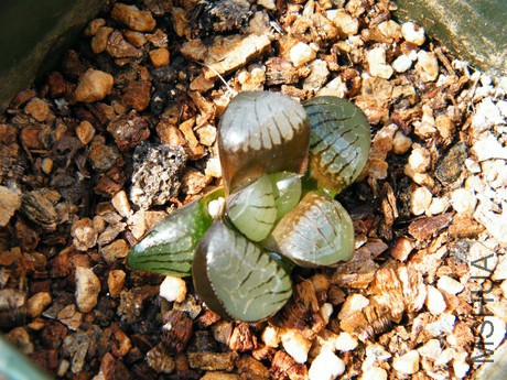 DSCF8219.JPG