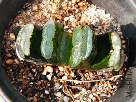 DSCF8209.JPG