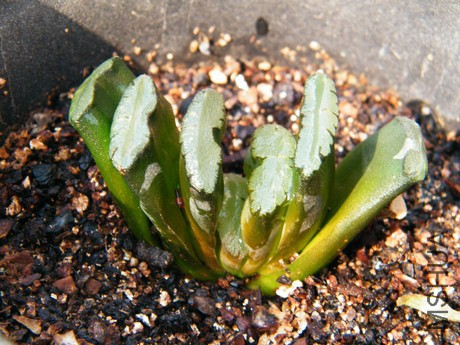 DSCF8225.JPG