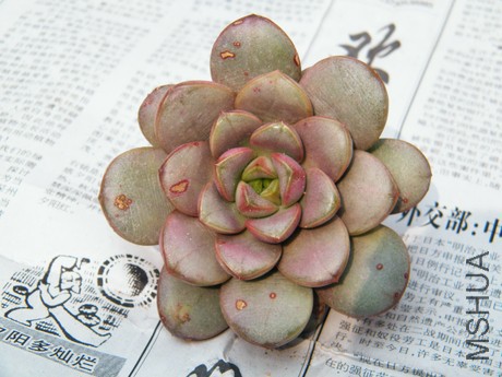 DSCF8228.JPG