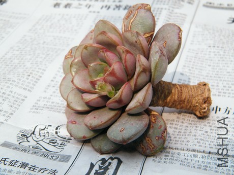DSCF8233.JPG