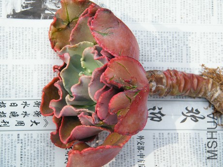 DSCF8253.JPG