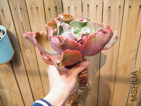 DSCF8254.JPG