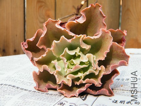 DSCF8261.JPG