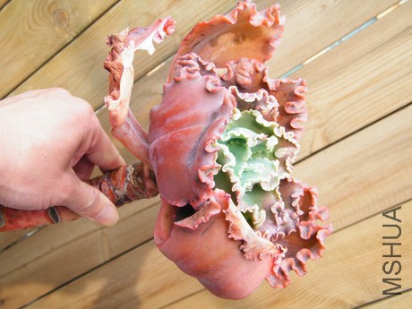 DSCF8270.JPG