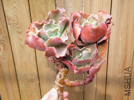 DSCF8274.JPG