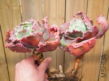 DSCF8280.JPG