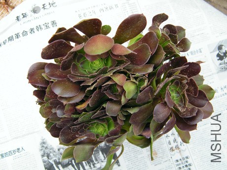 DSCF8289.JPG
