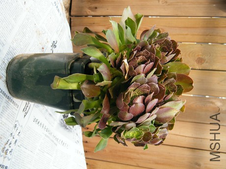 DSCF8287.JPG