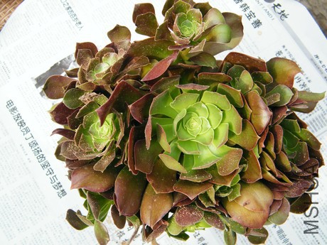 DSCF8292.JPG