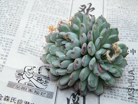 DSCF8298.JPG