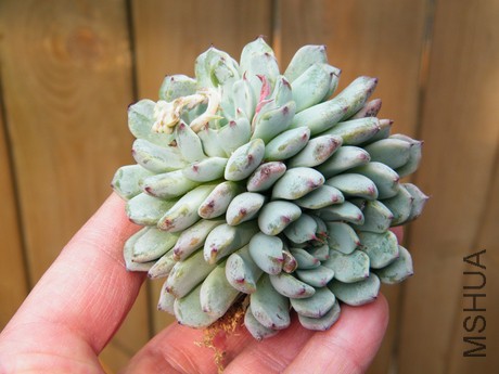 DSCF8300.JPG