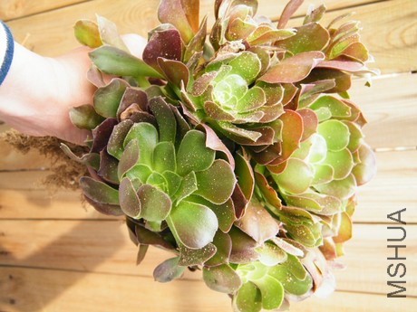 DSCF8293.JPG