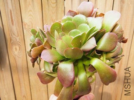 DSCF8294.JPG